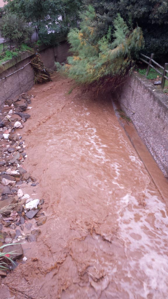 Rio Salivoli (Piombino) - rospi smeraldini in citt!